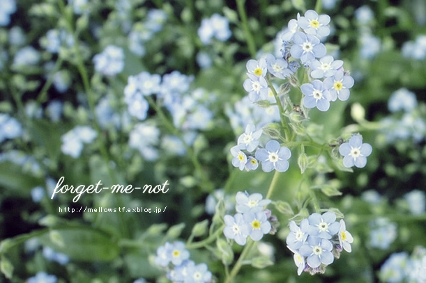 forget-me-not | MELLEOW STUFF DESIGN | メロウスタフ | sumiko taniuchi | プロフォトグラファー | 写真撮影 | フラワーアレンジ | 東京都目黒区