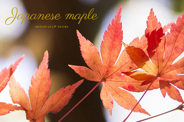 Japanese maple | p.1000 | MELLEOW STUFF DESIGN | メロウスタフ | sumiko taniuchi | フォトグラファー | 写真撮影 | フラワーアレンジ | 東京都目黒区