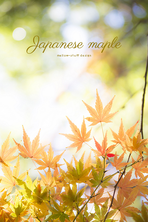 Japanese maple | main image | MELLOW STUFF DESIGN | メロウスタフ | 商品撮影 | 作品撮影 | 花雑貨制作販売 | 各種デザイン | 東京都目黒区