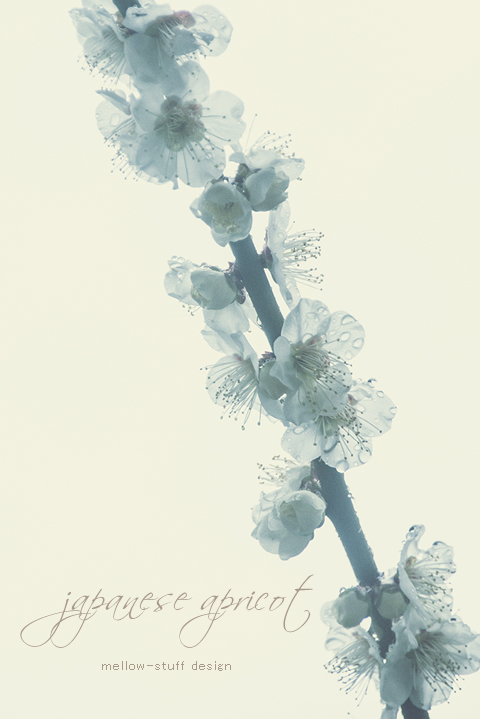 雨の中の梅の花 | MELLEOW STUFF DESIGN | メロウスタフ | sumiko taniuchi | プロフォトグラファー | 写真撮影 | フラワーアレンジ | 東京都目黒区