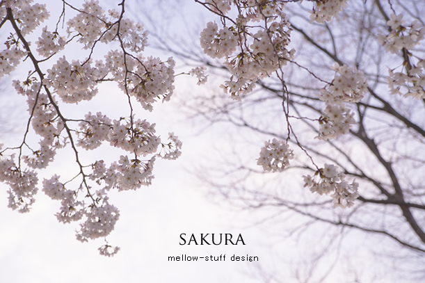 sakura | MELLEOW STUFF DESIGN | メロウスタフ | sumiko taniuchi | プロフォトグラファー | 写真撮影 | フラワーアレンジ | 東京都目黒区