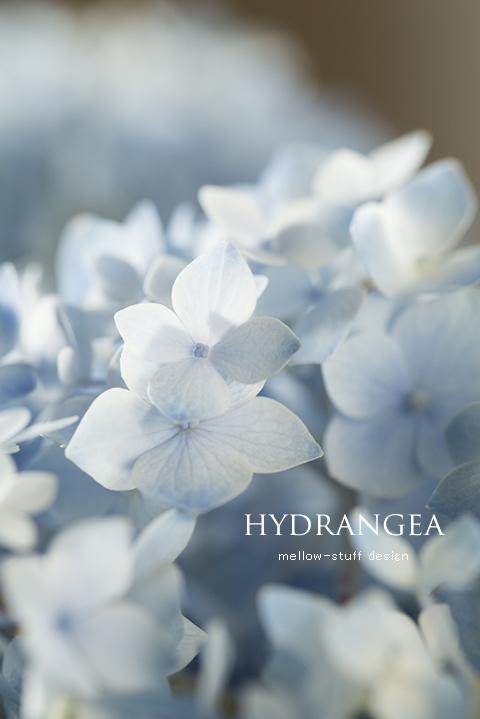 Hydrangea | MELLEOW STUFF DESIGN | メロウスタフ | sumiko taniuchi | プロフォトグラファー | 写真撮影 | フラワーアレンジ | 東京都目黒区