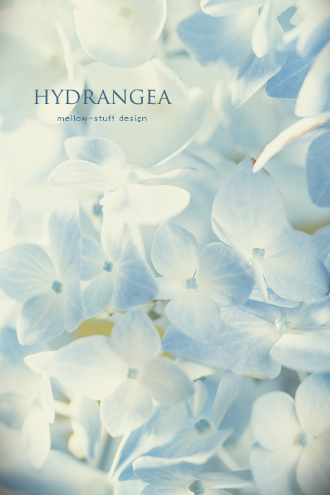 Hydrangea | p.1034 | MELLEOW STUFF DESIGN | メロウスタフ | フォトグラファー | フラワーアレンジ | 東京都目黒区 | 子宮体癌 闘病