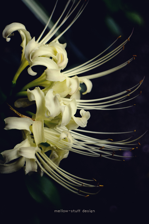 白い彼岸花 | MELLEOW STUFF DESIGN | メロウスタフ | sumiko taniuchi | プロフォトグラファー | 写真撮影 | フラワーアレンジ | 東京都目黒区