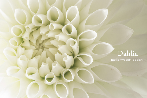 白いダリア | MELLOW STUFF DESIGN | メロウスタフデザイン | 商品撮影 | 作品撮影 | 花雑貨制作販売 | 各種デザイン | 東京都目黒区