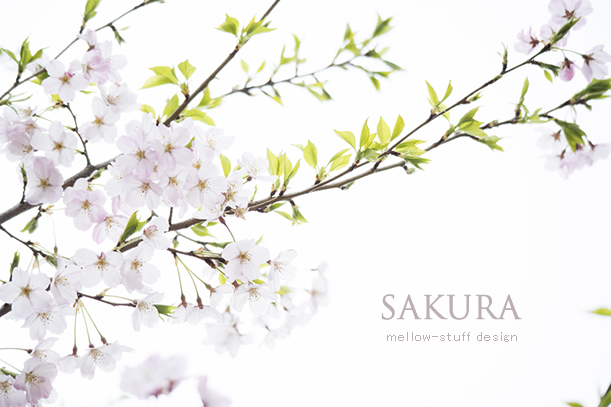 今年も桜・・・ | MELLEOW STUFF DESIGN | メロウスタフ | sumiko taniuchi | プロフォトグラファー | 写真撮影 | フラワーアレンジ | 東京都目黒区