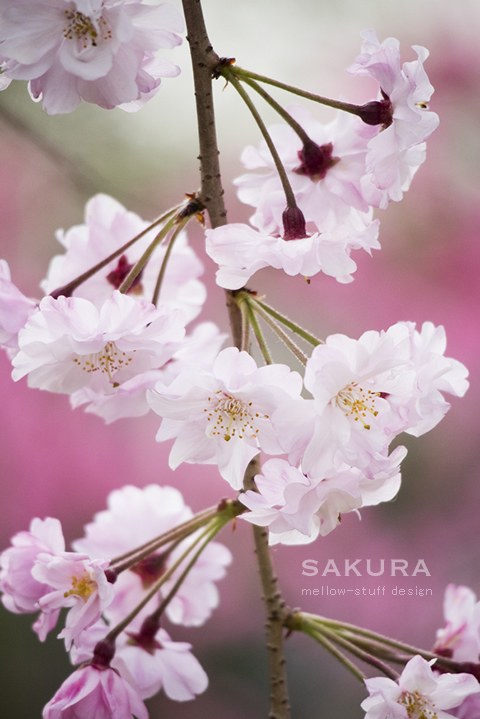 桜いろいろ | MELLEOW STUFF DESIGN | メロウスタフ | sumiko taniuchi | プロフォトグラファー | 写真撮影 | フラワーアレンジ | 東京都目黒区