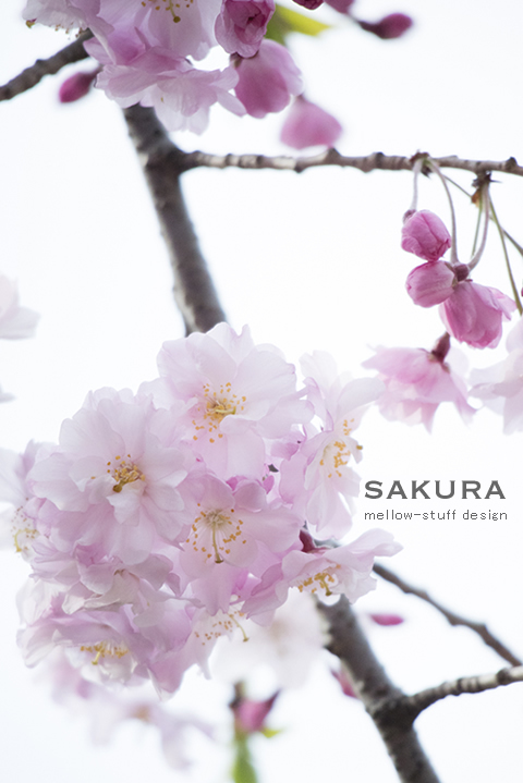 桜いろいろ | p.1131 | MELLEOW STUFF DESIGN | メロウスタフ | sumiko taniuchi | フォトグラファー | 写真撮影 | フラワーアレンジ | 東京都目黒区