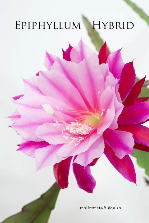 孔雀サボテンの花が咲きました。 | MELLEOW STUFF DESIGN | メロウスタフ | sumiko taniuchi | プロフォトグラファー | 写真撮影 | フラワーアレンジ | 東京都目黒区