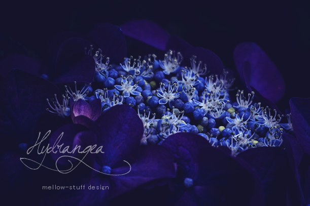 今日も紫陽花。 | MELLEOW STUFF DESIGN | メロウスタフ | sumiko taniuchi | プロフォトグラファー | 写真撮影 | フラワーアレンジ | 東京都目黒区