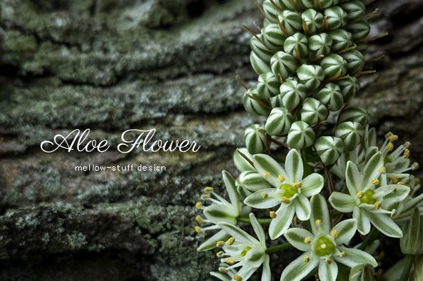アロエの花 | MELLEOW STUFF DESIGN | メロウスタフ | sumiko taniuchi | プロフォトグラファー | 写真撮影 | フラワーアレンジ | 東京都目黒区
