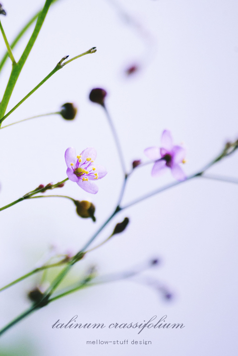 午後３時になると花を咲かせる小さなハゼラン | MELLEOW STUFF DESIGN | メロウスタフ | sumiko taniuchi | プロフォトグラファー | 写真撮影 | フラワーアレンジ | 東京都目黒区