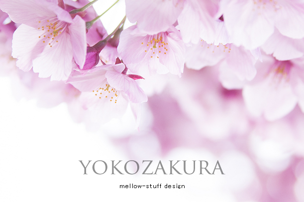 陽光桜 | MELLEOW STUFF DESIGN | メロウスタフ | sumiko taniuchi | プロフォトグラファー | 写真撮影 | フラワーアレンジ | 東京都目黒区