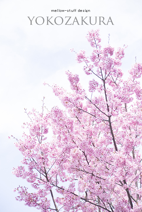 陽光桜 | p.1209 | MELLEOW STUFF DESIGN | メロウスタフ | フォトグラファー | フラワーアレンジ | 東京都目黒区 | 子宮体癌 闘病