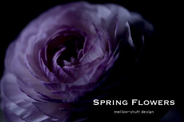 spring flowers | p.1211 | MELLEOW STUFF DESIGN | メロウスタフ | フォトグラファー | フラワーアレンジ | 東京都目黒区 | 子宮体癌 闘病