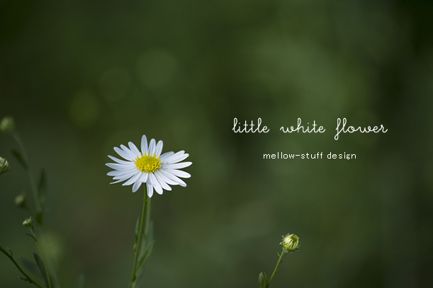 小さな白い花 | MELLEOW STUFF DESIGN | メロウスタフ | sumiko taniuchi | プロフォトグラファー | 写真撮影 | フラワーアレンジ | 東京都目黒区