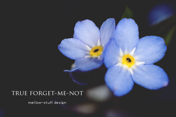 true forget-me-not | MELLEOW STUFF DESIGN | メロウスタフ | sumiko taniuchi | プロフォトグラファー | 写真撮影 | フラワーアレンジ | 東京都目黒区