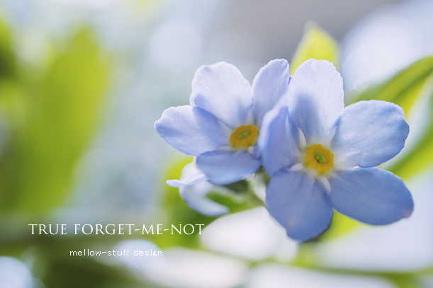 true forget-me-not | p.1260 | MELLEOW STUFF DESIGN | メロウスタフ | sumiko taniuchi | フォトグラファー | 写真撮影 | フラワーアレンジ | 東京都目黒区