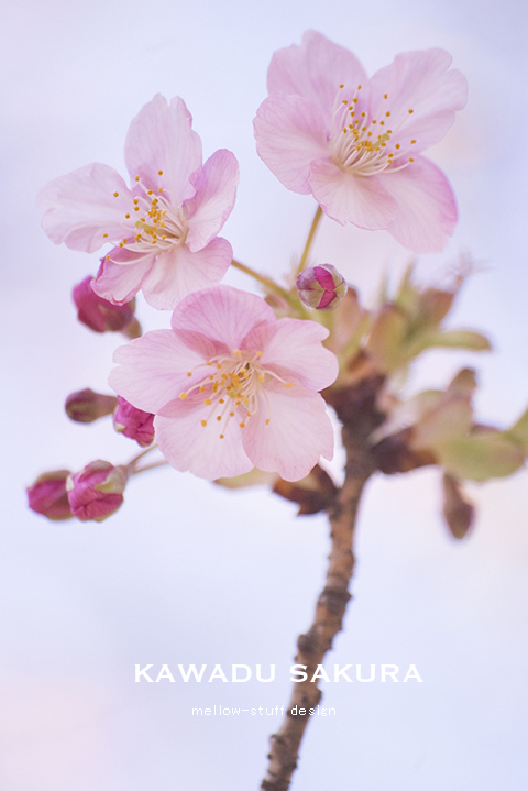 今年も河津桜に会いに行ってきました。 | MELLEOW STUFF DESIGN | メロウスタフ | sumiko taniuchi | プロフォトグラファー | 写真撮影 | フラワーアレンジ | 東京都目黒区