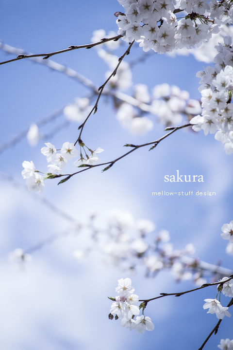 SAKURA | MELLEOW STUFF DESIGN | メロウスタフ | sumiko taniuchi | プロフォトグラファー | 写真撮影 | フラワーアレンジ | 東京都目黒区
