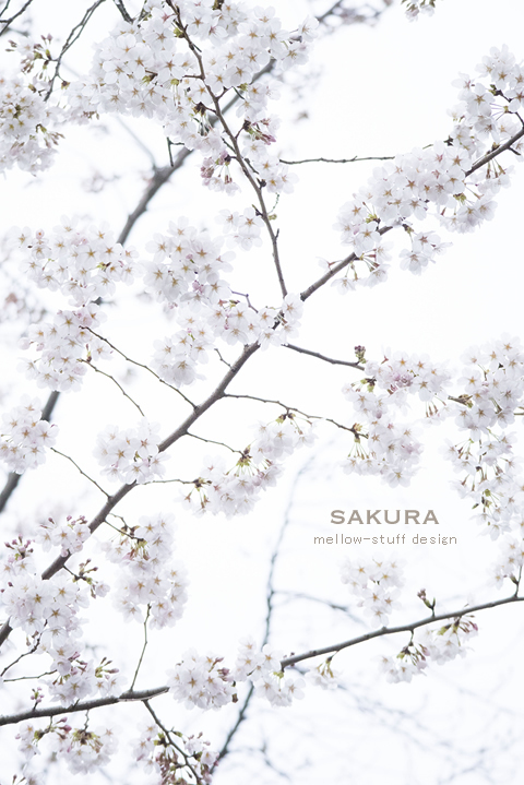 今日も桜 | MELLEOW STUFF DESIGN | メロウスタフ | sumiko taniuchi | プロフォトグラファー | 写真撮影 | フラワーアレンジ | 東京都目黒区