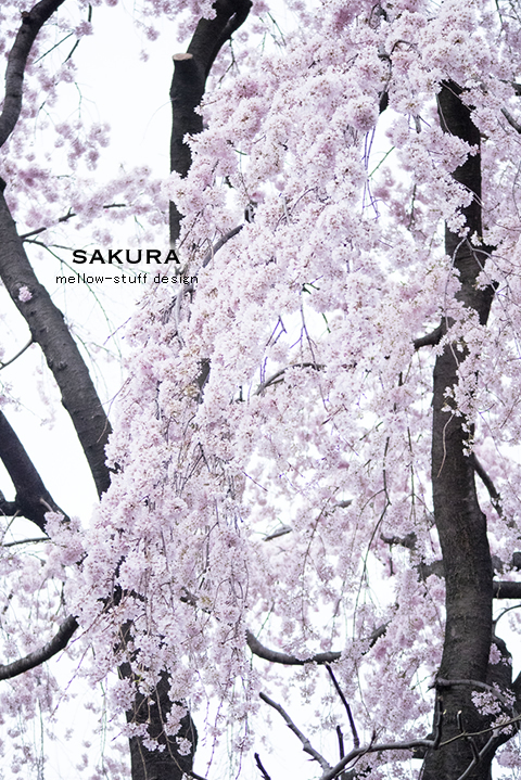 今日も桜 | p.1273 | MELLEOW STUFF DESIGN | メロウスタフ | sumiko taniuchi | フォトグラファー | 写真撮影 | フラワーアレンジ | 東京都目黒区