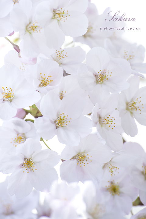やっぱり今日も桜 | MELLOW STUFF DESIGN | メロウスタフデザイン | 商品撮影 | 作品撮影 | 花雑貨制作販売 | 各種デザイン | 東京都目黒区