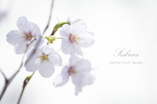 やっぱり今日も桜 | p.1274 | MELLEOW STUFF DESIGN | メロウスタフ | sumiko taniuchi | フォトグラファー | 写真撮影 | フラワーアレンジ | 東京都目黒区