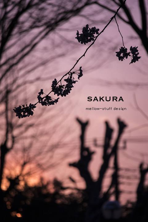 今日は、夕日と桜 | MELLEOW STUFF DESIGN | メロウスタフ | sumiko taniuchi | プロフォトグラファー | 写真撮影 | フラワーアレンジ | 東京都目黒区