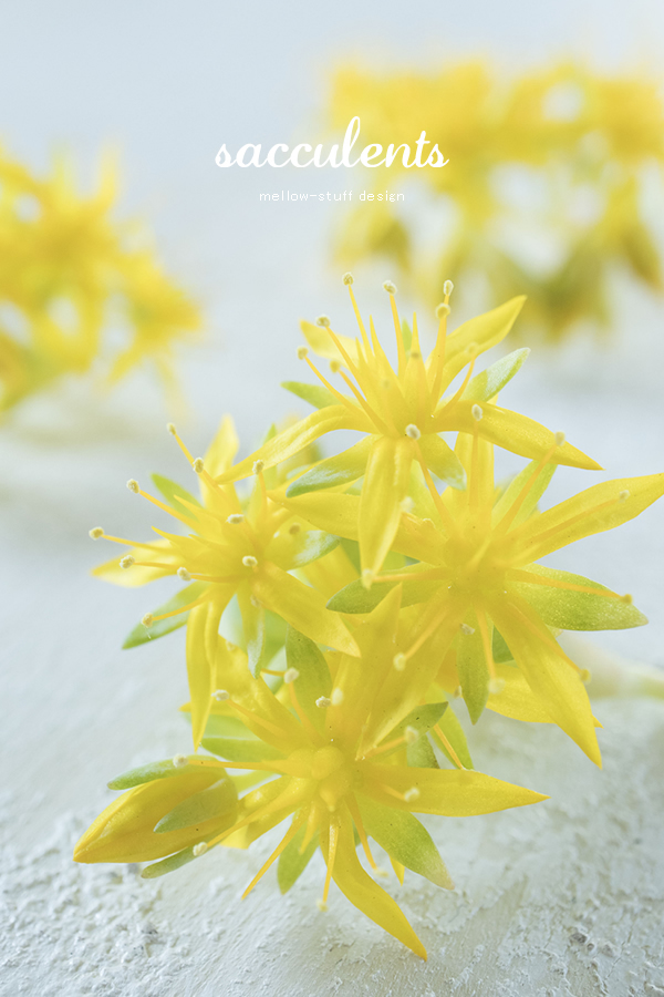 多肉植物の花 | MELLEOW STUFF DESIGN | メロウスタフ | sumiko taniuchi | プロフォトグラファー | 写真撮影 | フラワーアレンジ | 東京都目黒区