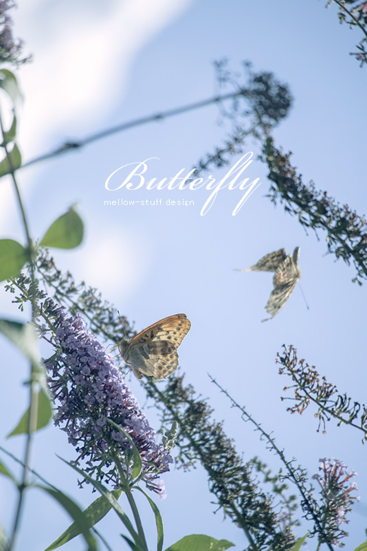 Butterfly | MELLOW STUFF DESIGN | メロウスタフデザイン | 商品撮影 | 作品撮影 | 花雑貨制作販売 | 各種デザイン | 東京都目黒区