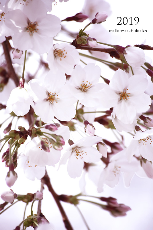 2019年の桜いろいろ。 | MELLOW STUFF DESIGN | メロウスタフデザイン | 商品撮影 | 作品撮影 | 花雑貨制作販売 | 各種デザイン | 東京都目黒区