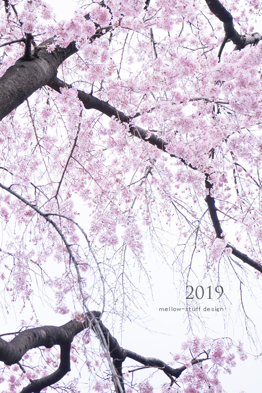 2019年の桜いろいろ。 | p.1317 | MELLEOW STUFF DESIGN | メロウスタフ | フォトグラファー | フラワーアレンジ | 東京都目黒区 | 子宮体癌 闘病