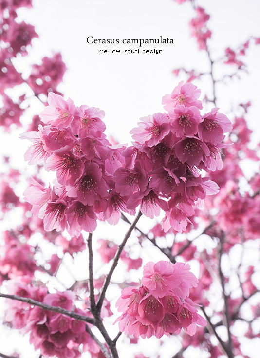 寒緋桜 | MELLEOW STUFF DESIGN | メロウスタフ | sumiko taniuchi | プロフォトグラファー | 写真撮影 | フラワーアレンジ | 東京都目黒区