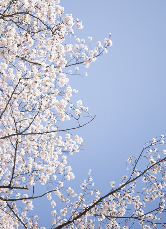 雪の様な桜 | MELLEOW STUFF DESIGN | メロウスタフ | sumiko taniuchi | プロフォトグラファー | 写真撮影 | フラワーアレンジ | 東京都目黒区
