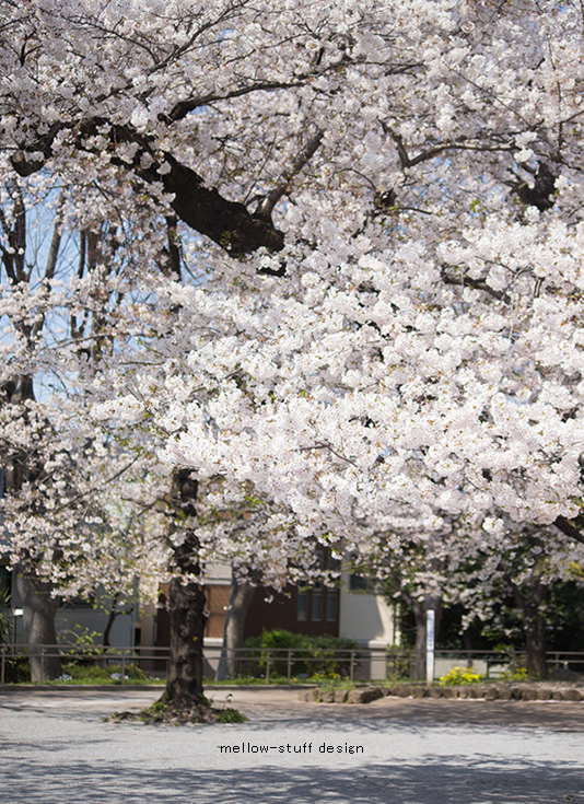 雪の様な桜 | p.1341 | MELLEOW STUFF DESIGN | メロウスタフ | フォトグラファー | フラワーアレンジ | 東京都目黒区 | 子宮体癌 闘病