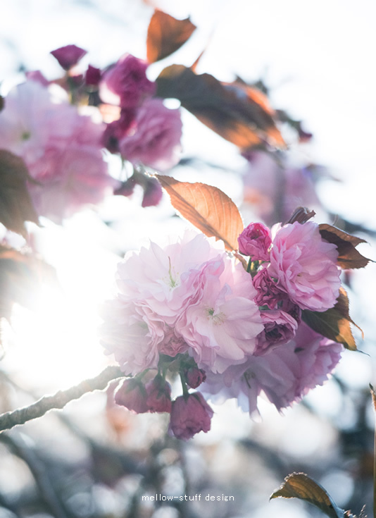 八重桜 | MELLEOW STUFF DESIGN | メロウスタフ | sumiko taniuchi | プロフォトグラファー | 写真撮影 | フラワーアレンジ | 東京都目黒区