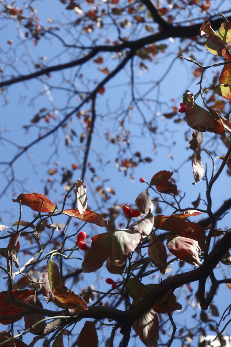 秋晴れのお散歩 | MELLEOW STUFF DESIGN | メロウスタフ | sumiko taniuchi | プロフォトグラファー | 写真撮影 | フラワーアレンジ | 東京都目黒区