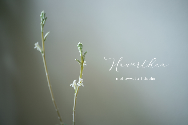 花芽が二本 | MELLEOW STUFF DESIGN | メロウスタフ | sumiko taniuchi | プロフォトグラファー | 写真撮影 | フラワーアレンジ | 東京都目黒区
