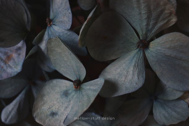 今年も紫陽花のドライフラワーできました。 | p.1400 | MELLEOW STUFF DESIGN | メロウスタフ | sumiko taniuchi | フォトグラファー | 写真撮影 | フラワーアレンジ | 東京都目黒区
