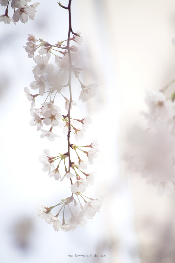 雨上がりの桜 | MELLEOW STUFF DESIGN | メロウスタフ | sumiko taniuchi | プロフォトグラファー | 写真撮影 | フラワーアレンジ | 東京都目黒区