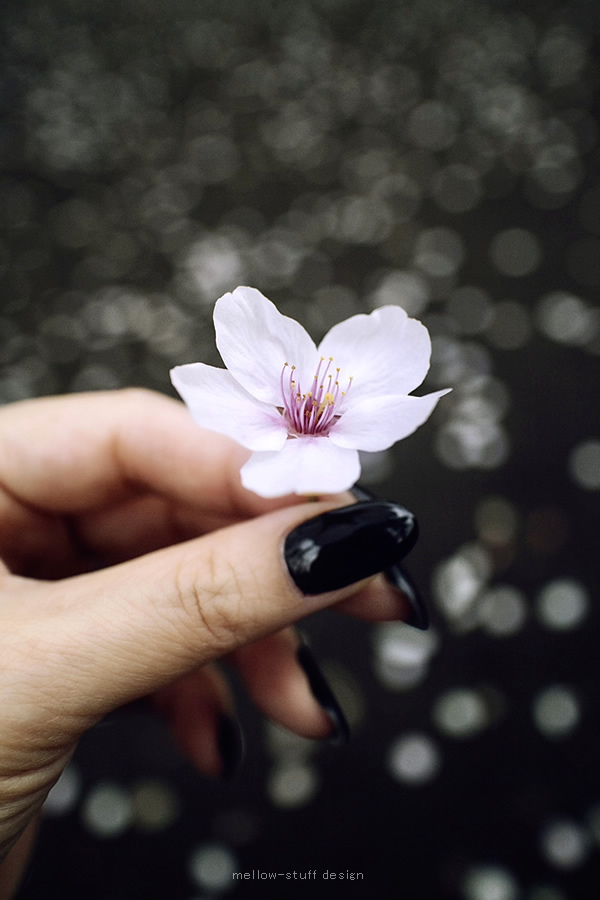 足下の桜の花びらで、水玉。玉ボケ写真。 | MELLEOW STUFF DESIGN | メロウスタフ | sumiko taniuchi | プロフォトグラファー | 写真撮影 | フラワーアレンジ | 東京都目黒区