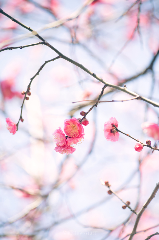 梅の咲く順番 | MELLEOW STUFF DESIGN | メロウスタフ | sumiko taniuchi | プロフォトグラファー | 写真撮影 | フラワーアレンジ | 東京都目黒区