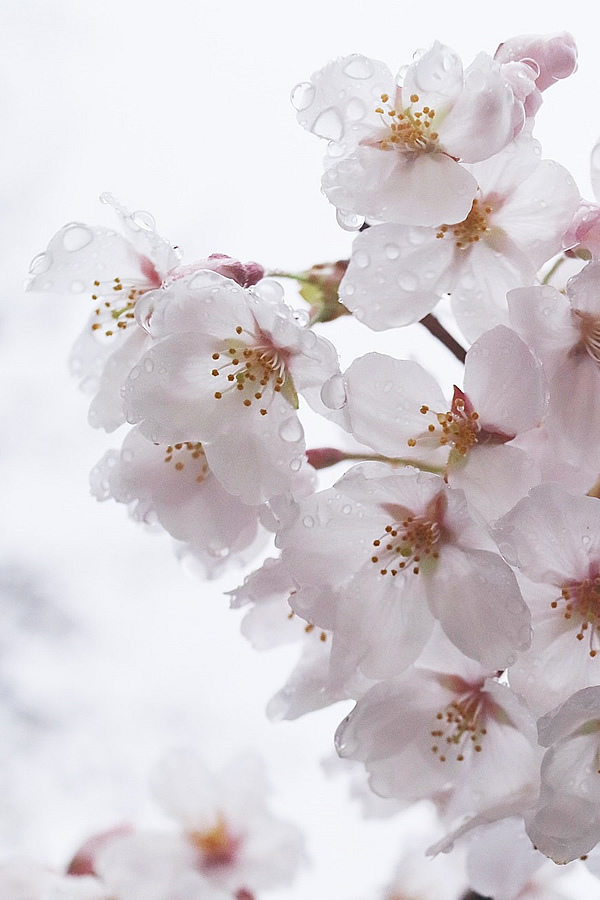 雨と桜としずく | MELLOW STUFF DESIGN | メロウスタフデザイン | 商品撮影 | 作品撮影 | 花雑貨制作販売 | 各種デザイン | 東京都目黒区