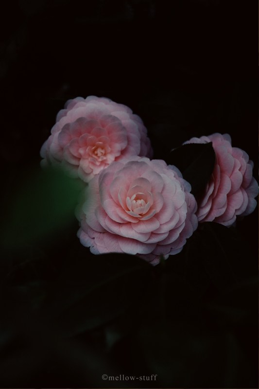 Pink Perfection/乙女椿いろいろ。 | p.1447 | MELLEOW STUFF DESIGN | メロウスタフ | sumiko taniuchi | フォトグラファー | 写真撮影 | フラワーアレンジ | 東京都目黒区