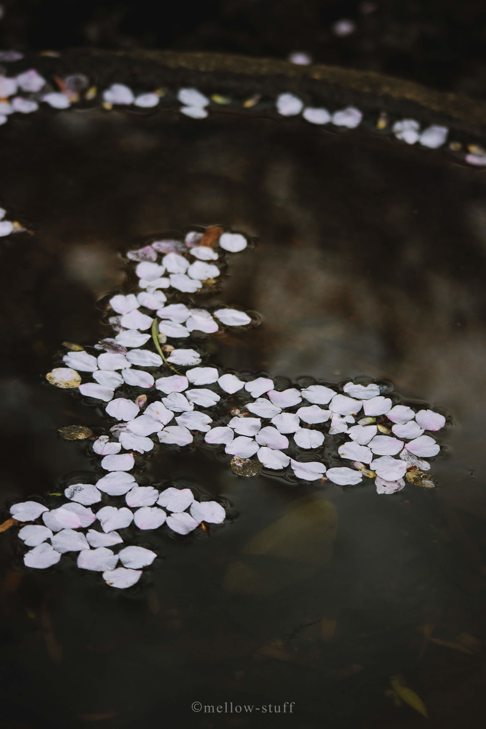 曇りの日の桜 | MELLEOW STUFF DESIGN | メロウスタフ | sumiko taniuchi | プロフォトグラファー | 写真撮影 | フラワーアレンジ | 東京都目黒区