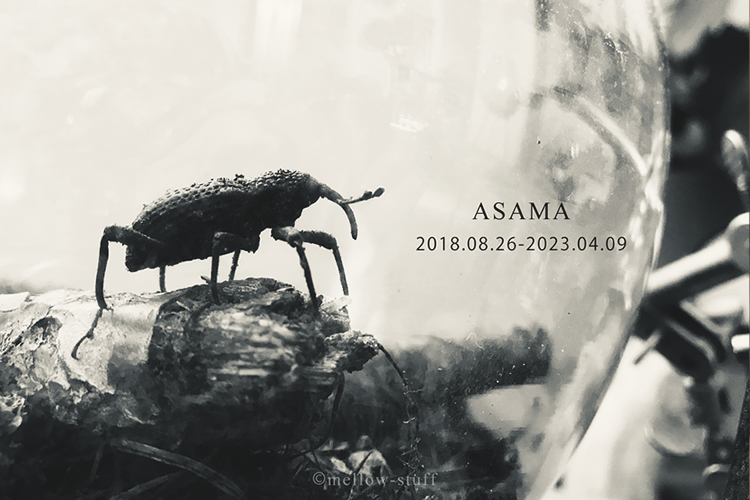 good bye ASAMA.Tiny loved one… 追悼：浅間 | MELLEOW STUFF DESIGN | メロウスタフ | sumiko taniuchi | プロフォトグラファー | 写真撮影 | フラワーアレンジ | 東京都目黒区
