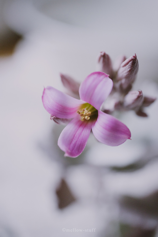 ３年ぶりにカランコエが咲きました。 | p.1450 | MELLEOW STUFF DESIGN | メロウスタフ | sumiko taniuchi | フォトグラファー | 写真撮影 | フラワーアレンジ | 東京都目黒区
